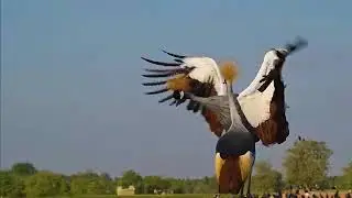 The Majestic Uganda Cranes