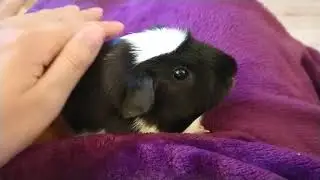 Guinea Pig Chutting During Veggie Prep