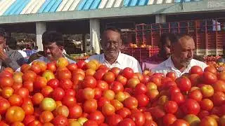 Tomato chintamani🍅😍🍅02Feb'26