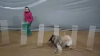 Grant's agility slalom