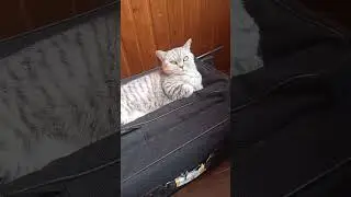 #забавныеживотные #котики#котикиправятмиром #особенныйребенок #первыйканал