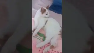 кот Одуваньчик веселится