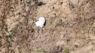 Apleisti Marijampolės  piliakalniai