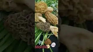morille (morchel) Un champignons 🍄 d'une vari&eacute;t&eacute; rare #morilles #morchella #funghi #mushroom #nature