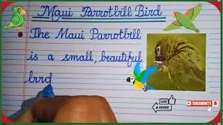 10 Lines Essay on Maui Parrotbill Bird | Simple Neat Cursive Writing | Essay on Maui Parrotbill Bird