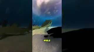What It Looks Like Inside a Shark&rsquo;s Mouth!