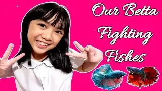 Our Betta Fishes| No oxygen needed | DiscoveringWithVanah