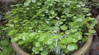 How to propagate water Hydrocotyle verticillata plant