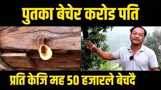 पुतकाकाे मह बेचेर कराेड कमाउने राई मिडियामा || प्रति केजि 50 हजारले मह बेचदै ||