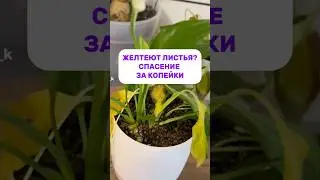 Артикул на то самое чудо средство 291934334 (wb)