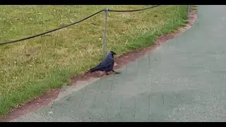 Lazy Bird
