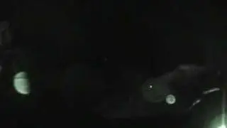 Dinosaur