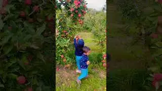 Biggest Apple 🍎🍏 farm in Canada 🇨🇦 #apple #canada #kidsvideo  #subscribeformorevideos