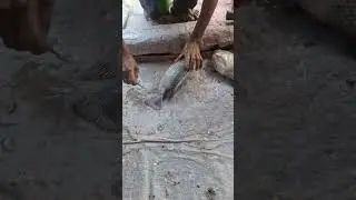 Fish cleaning #fish #cleaning #fish #bbqmeat #fishcooking #fishcutting #cuttingskills #bhojpurimusic