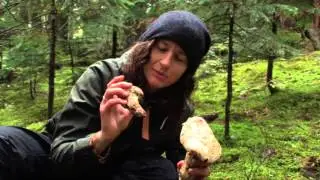 How to find pine mushrooms (matsutake) $$$$ ca-ching!