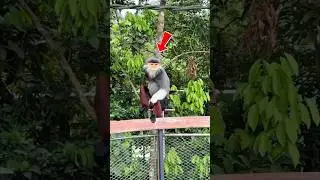 This Monkey Looks Like It&rsquo;s Wearing Clothes&hellip; But It&rsquo;s REAL 😳🐒
