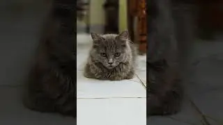 Cats Don&rsquo;t Speak, They Communicate 😹#viral #cute #cattalk #cuteanimal