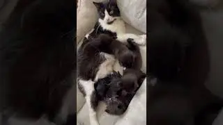 Baby kittens born September 1st😻 Tuxedo #Kitten and Mom 🐱😻