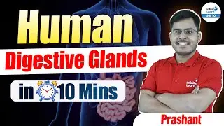 Human Digestive Glands | Class 10 Biology | #ConceptsUnder10mins | #class10thbiology #class10prep