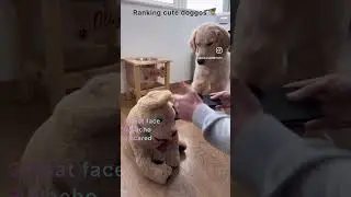 Ranking cute doggos #memes #funny #dog #ytshorts