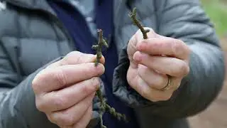 Foraging Firewood