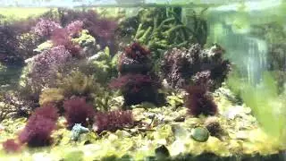 Aqu&aacute;rio marinho de macroalgas!