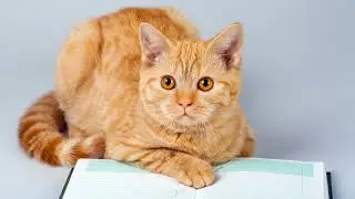 Shop Cats: The Purr-fect Store Companions!