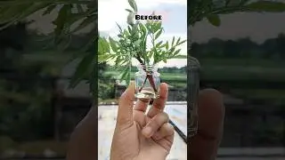 Let's grow marigold in water 🌱/#shorts  #ytshorts #marigold  #garden #gardening