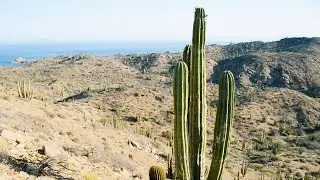 Spend Some Time With Snakes And Turtles in Mexico | The Wild Place | BBC Studios