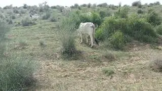 Animals Enjoy Green Forest After Rain | Cow, Goats & Camels Grazing Peacefully 🌿🐄🐐🐪