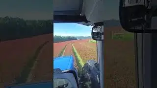 New Holland spraying clover.