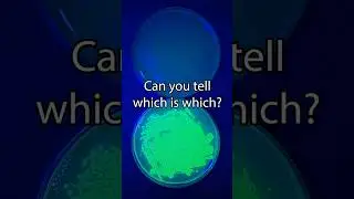 Genetically Modifying Bacteria Speed Run