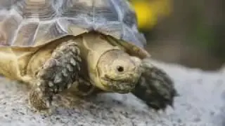 Roy Toft Photographs Tortoises