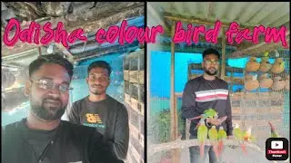 Odisha Best colour Bird fram visiting Nirakarpur,Baku @anikavlogs59  @deepakbird8308