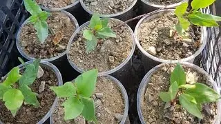 Pista / Pistachio Nursery.. How To Grow pistachio From  seeds