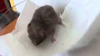 A dwarf hamster's eyes are closed by sticky pus again - Day 2