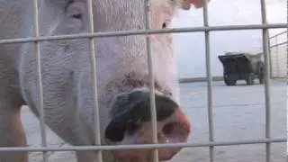 Pig Chewing Into Camera_Eating_at Animal Acres