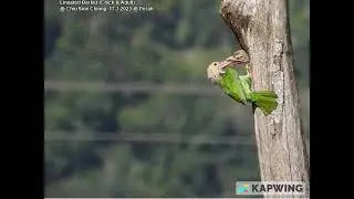 Lineated Barbet (Adult feeding Chick) @ Chiu S C DSCN7909
