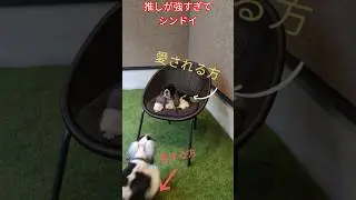 推しがつよすきてしんどい〜友達の愛🫶が 強すぎて大人しい犬が反抗！#アメリカンコッカースパニエル #犬のいる生活 #可愛い  #ドッグラン #お散歩
