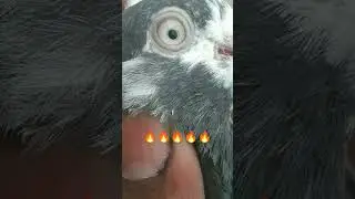 super taddy female eyes closeup like video and subscribe channel for more videos 😊&hearts;️#love #pigeon
