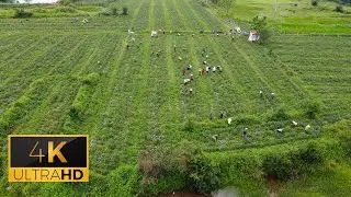 4K Drone Footage - Aerial views of harvesting watermelons in rural countryside