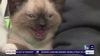 Southern Nevada animal shelters honored during Animal Shelter Appreciation Week