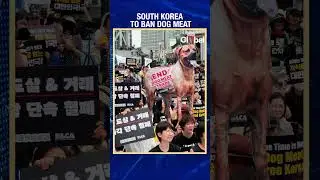 South Korea Plans To Ban Dog Meat Consumption By 2027 | India Today Global