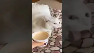 #Cute Funny Cat#Tiktok#Viral#cats#Pet lovers#shorts #cat #pet#youtubeshorts #cute_cats#viral