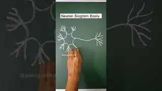 neuron diagram | neuron drawing | neurone diagram #neuron #diagram #drawing