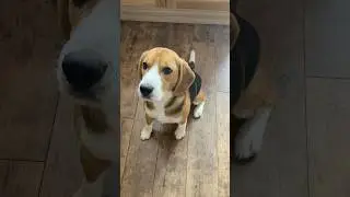 Тренировка команды &laquo;Ко мне&raquo; Command To me ##dogtraining #dog #puppy