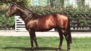 Dundeel - Pedigree