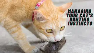 Managing Your Cat's Hunting Instincts