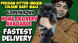 😺PERSIAN CAT UNIQUE COLOUR MALE KITTEN &bull; TRIPLE COAT BABY &bull; SEMI PUNCH FACE CAT FASTEST DELIVERY 
