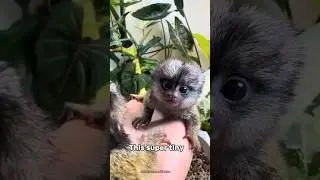 Pygmy Marmoset: The World&rsquo;s Smallest Monkey! 🐒✨ #pygmymarmoset
